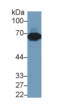 Polyclonal Antibody to Dihydropyrimidinase Like Protein 3 (DPYSL3)