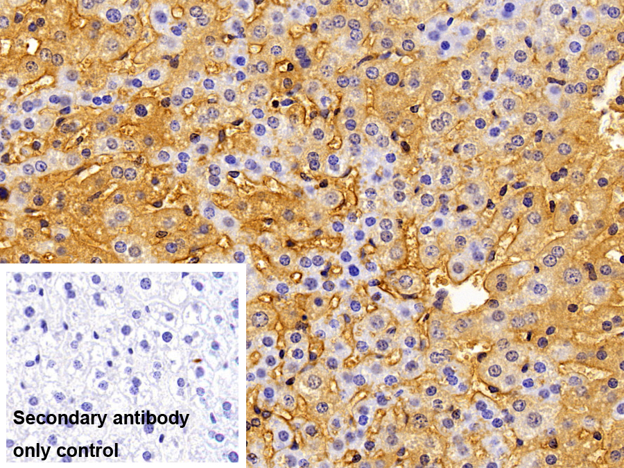 Polyclonal Antibody to Major Histocompatibility Complex Class I E (MHCE)