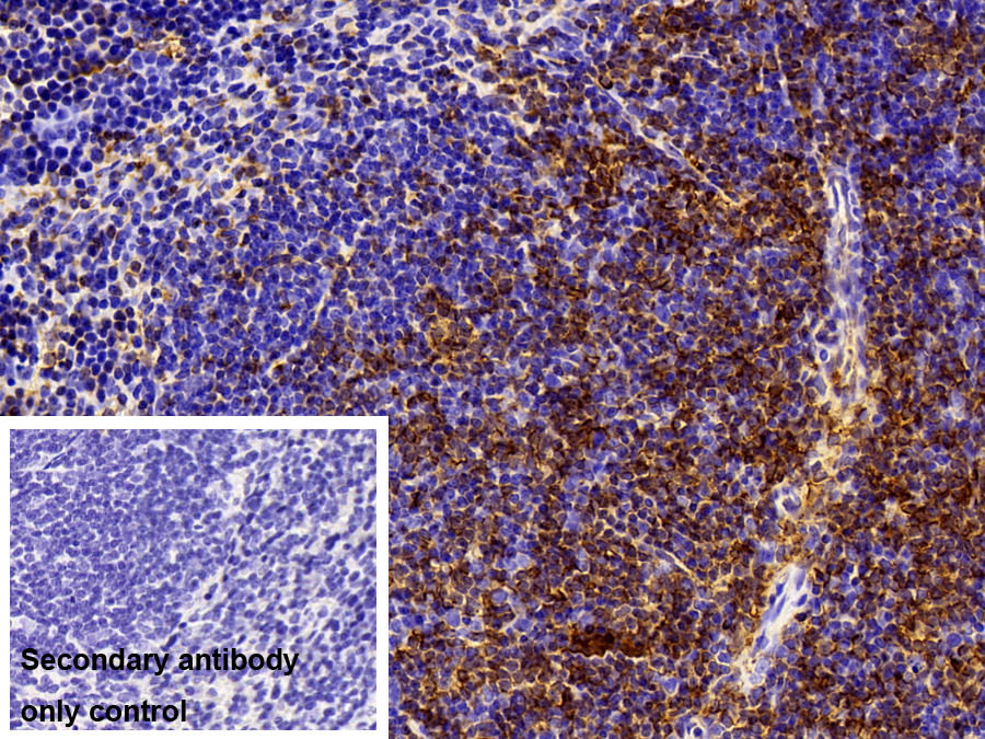 Polyclonal Antibody to Major Histocompatibility Complex Class I E (MHCE)