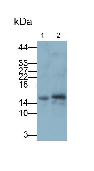 Polyclonal Antibody to Regenerating Islet Derived Protein 1 Alpha (REG1a)