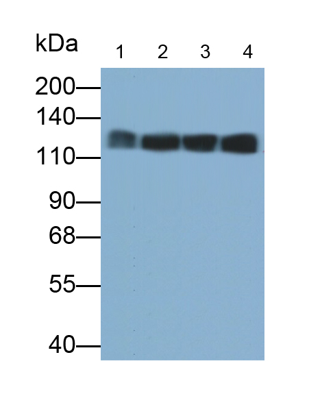 Polyclonal Antibody to Minichromosome Maintenance Deficient 2 (MCM2)