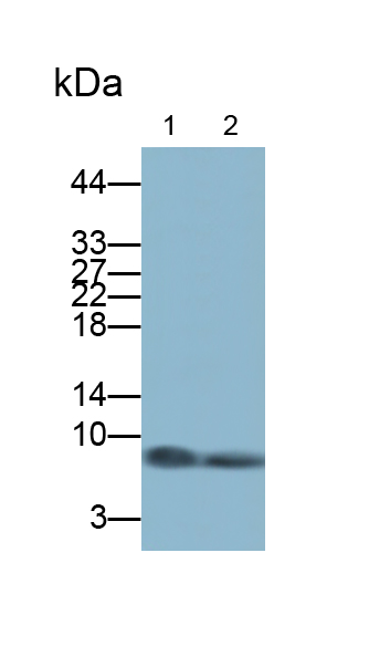 Polyclonal Antibody to S100 Calcium Binding Protein A6 (S100A6)