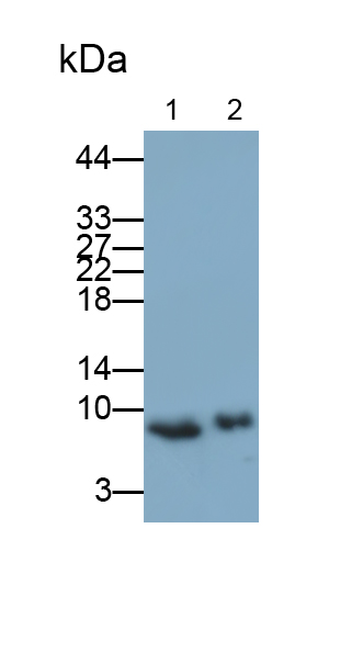 Polyclonal Antibody to S100 Calcium Binding Protein A6 (S100A6)