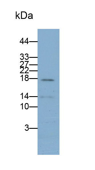 Polyclonal Antibody to S100 Calcium Binding Protein A9 (S100A9)