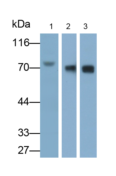 Polyclonal Antibody to High Molecular Weight Kininogen (HMWK)