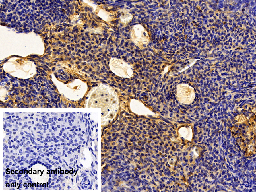 Polyclonal Antibody to High Molecular Weight Kininogen (HMWK)