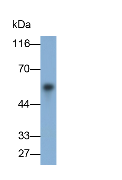 Polyclonal Antibody to Selenoprotein P1, Plasma (SEPP1)