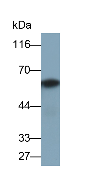 Polyclonal Antibody to Complement Component 9 (C9)