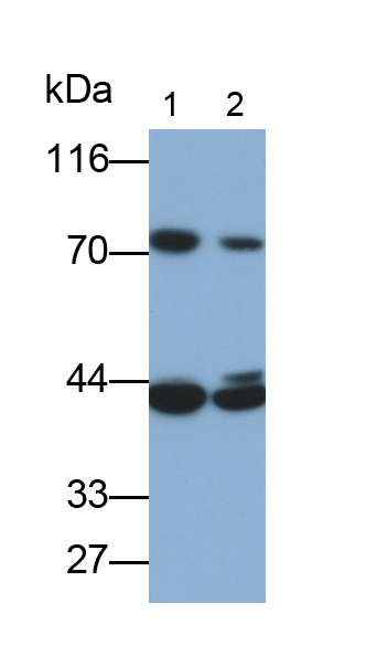 Polyclonal Antibody to Transglutaminase 2 (TGM2)