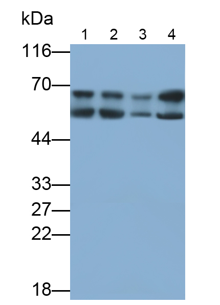 Polyclonal Antibody to Hedgehog Homolog, Sonic (SHH)