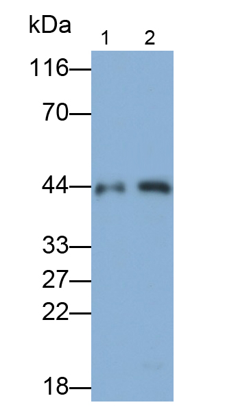 Polyclonal Antibody to Calumenin (CALU)