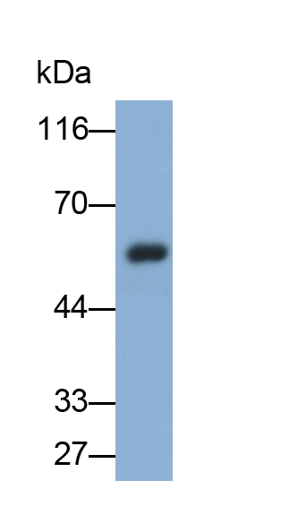 Polyclonal Antibody to Coagulation Factor VII (F7)