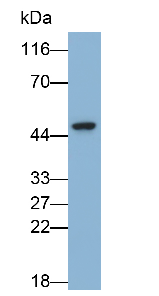 Polyclonal Antibody to Forkhead Box P3 (FOXP3)