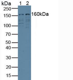 Polyclonal Antibody to Eukaryotic Translation Initiation Factor 3A (EIF3A)