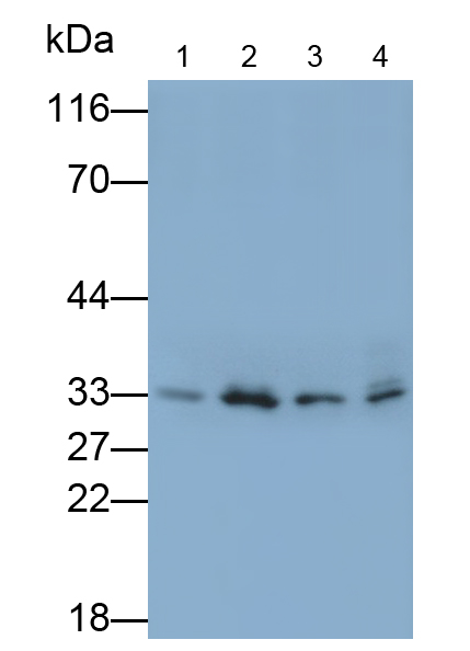 Polyclonal Antibody to Cyclin Dependent Kinase 1 (CDK1)