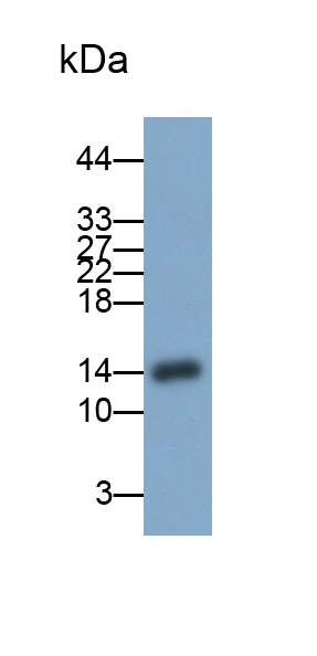 Polyclonal Antibody to Defensin Alpha 5, Paneth Cell Specific (DEFa5)
