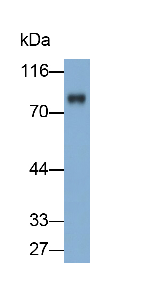 Polyclonal Antibody to Protein Kinase C Alpha (PKCa)