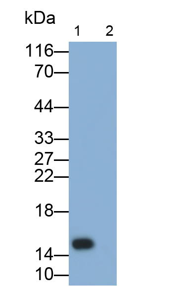 Polyclonal Antibody to Monokine Induced By Interferon Gamma (MIg)