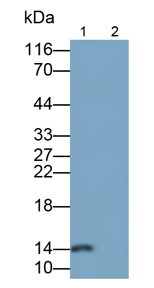 Polyclonal Antibody to Monokine Induced By Interferon Gamma (MIg)