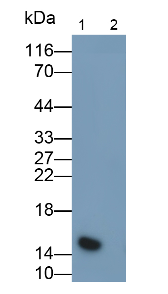 Polyclonal Antibody to Monokine Induced By Interferon Gamma (MIg)