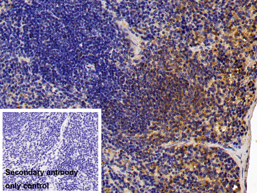 Polyclonal Antibody to Cathepsin S (CTSS)