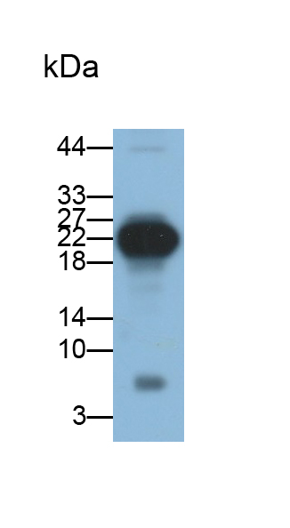 Polyclonal Antibody to Epiregulin (EREG)