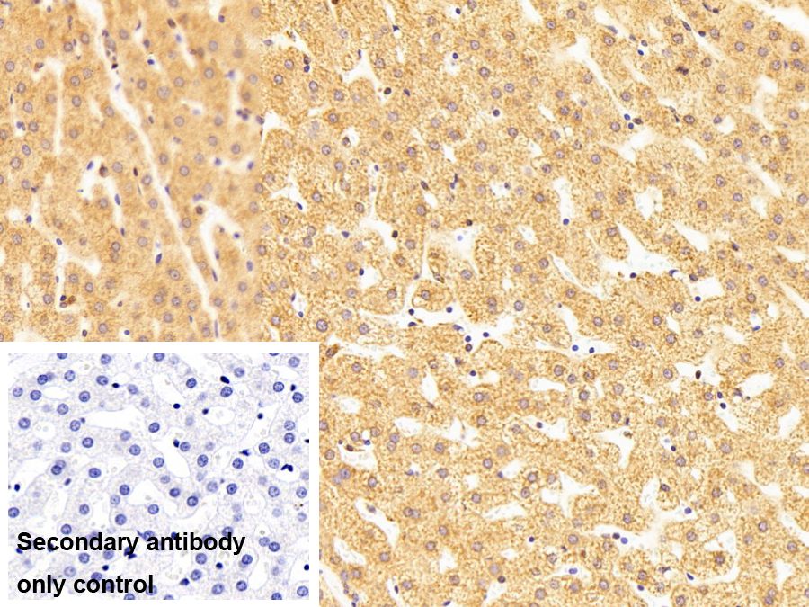 Polyclonal Antibody to Monoamine Oxidase A (MAOA)