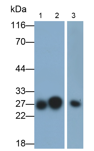 Polyclonal Antibody to Glutathione S Transferase Alpha 5 (GSTa5)