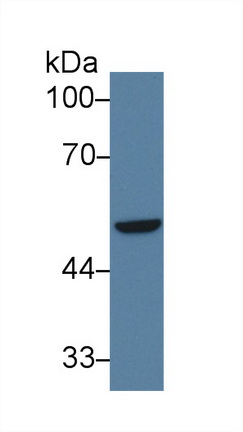 Polyclonal Antibody to Interferon Regulatory Factor 6 (IRF6)