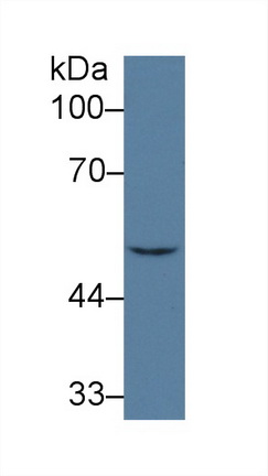 Polyclonal Antibody to Interferon Regulatory Factor 6 (IRF6)