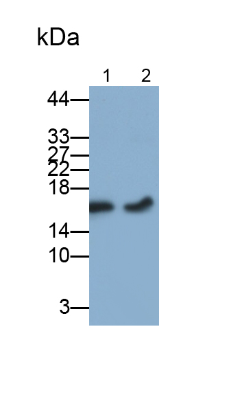 Polyclonal Antibody to Superoxide Dismutase 1 (SOD1)