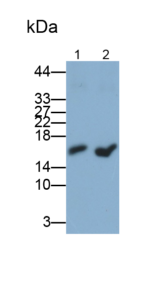 Polyclonal Antibody to Superoxide Dismutase 1 (SOD1)