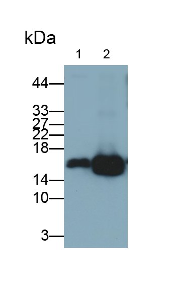 Polyclonal Antibody to Superoxide Dismutase 1 (SOD1)