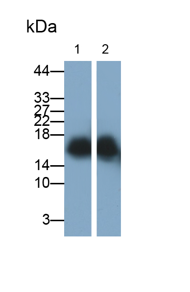 Polyclonal Antibody to Superoxide Dismutase 1 (SOD1)