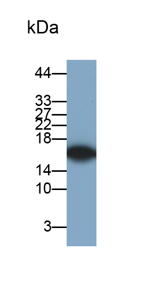 Polyclonal Antibody to Superoxide Dismutase 1 (SOD1)