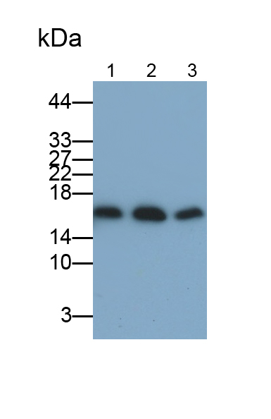 Polyclonal Antibody to Superoxide Dismutase 1 (SOD1)