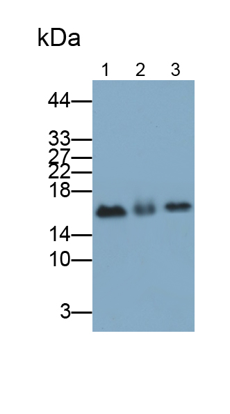 Polyclonal Antibody to Superoxide Dismutase 1 (SOD1)