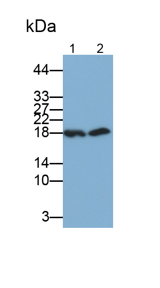 Polyclonal Antibody to Superoxide Dismutase 1 (SOD1)