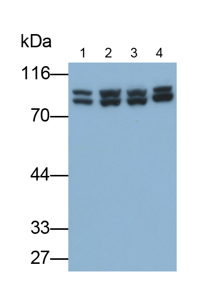 Polyclonal Antibody to Calpain 1 (CAPN1)
