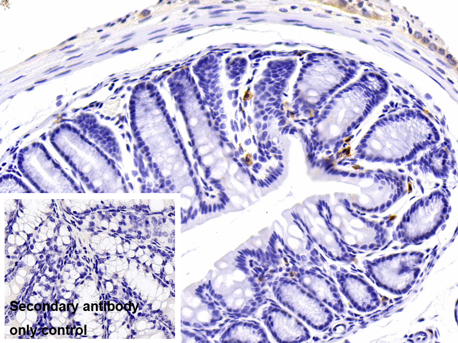 Polyclonal Antibody to Syndecan 1 (SDC1)