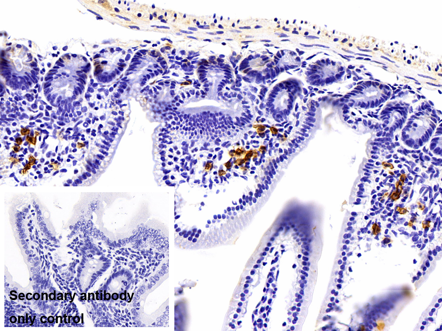 Polyclonal Antibody to Syndecan 1 (SDC1)