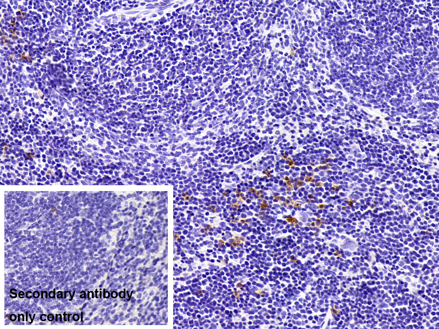 Polyclonal Antibody to Syndecan 1 (SDC1)