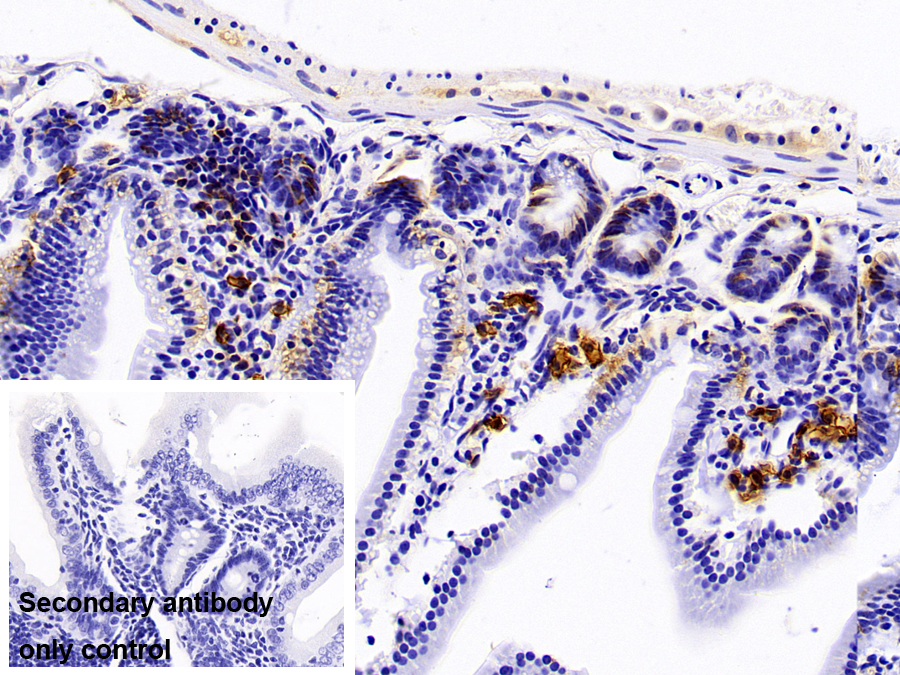 Polyclonal Antibody to Syndecan 1 (SDC1)