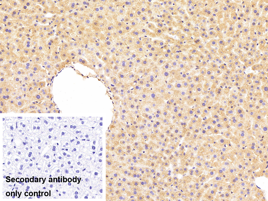 Polyclonal Antibody to Apolipoprotein A4 (APOA4)