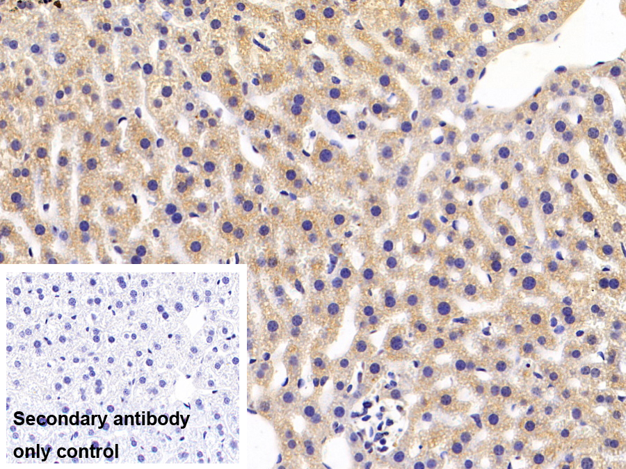 Polyclonal Antibody to Apolipoprotein A4 (APOA4)