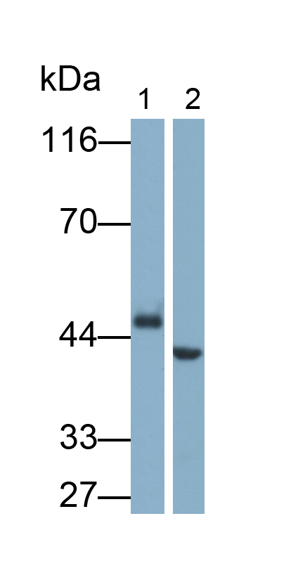Polyclonal Antibody to Apolipoprotein A4 (APOA4)
