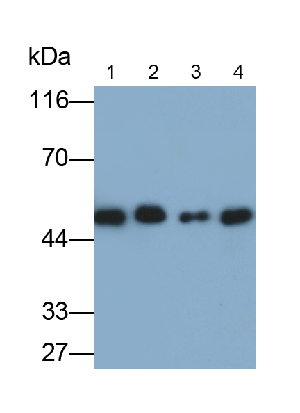Polyclonal Antibody to Pigment Epithelium Derived Factor (PEDF)