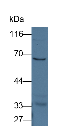 Polyclonal Antibody to Complement Factor I (CFI)