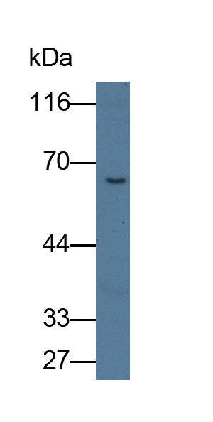 Polyclonal Antibody to Complement Factor I (CFI)
