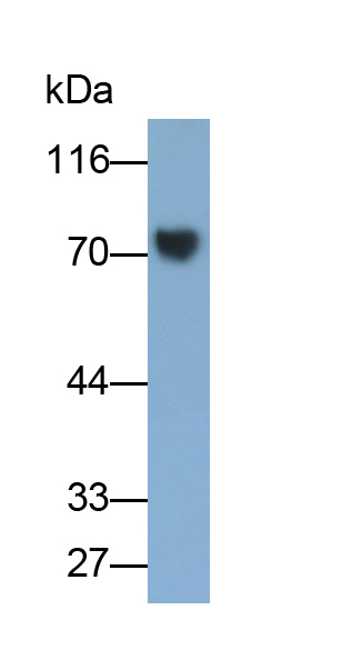 Polyclonal Antibody to Hemopexin (HPX)